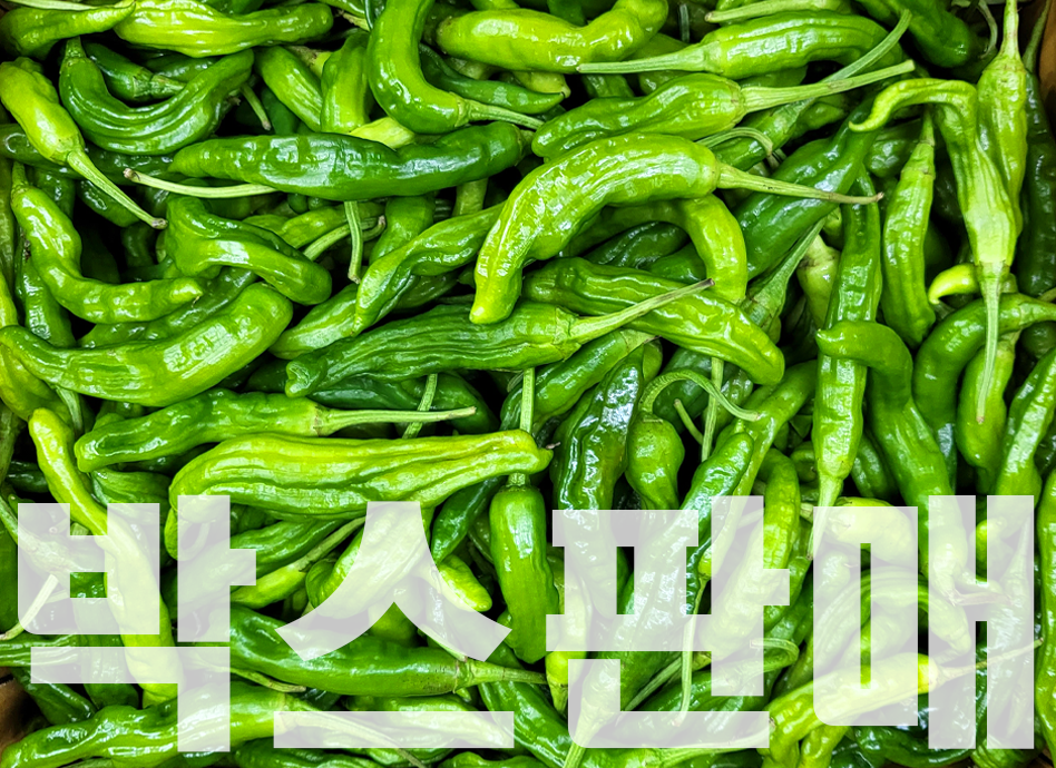 꽈리고추(4kg내외,국내산)