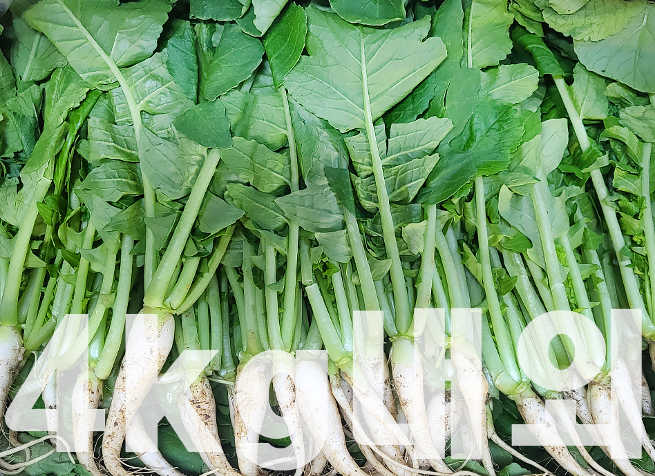 이미지 오류
