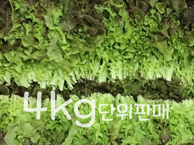 꽃상추(4kg내외,국내산)