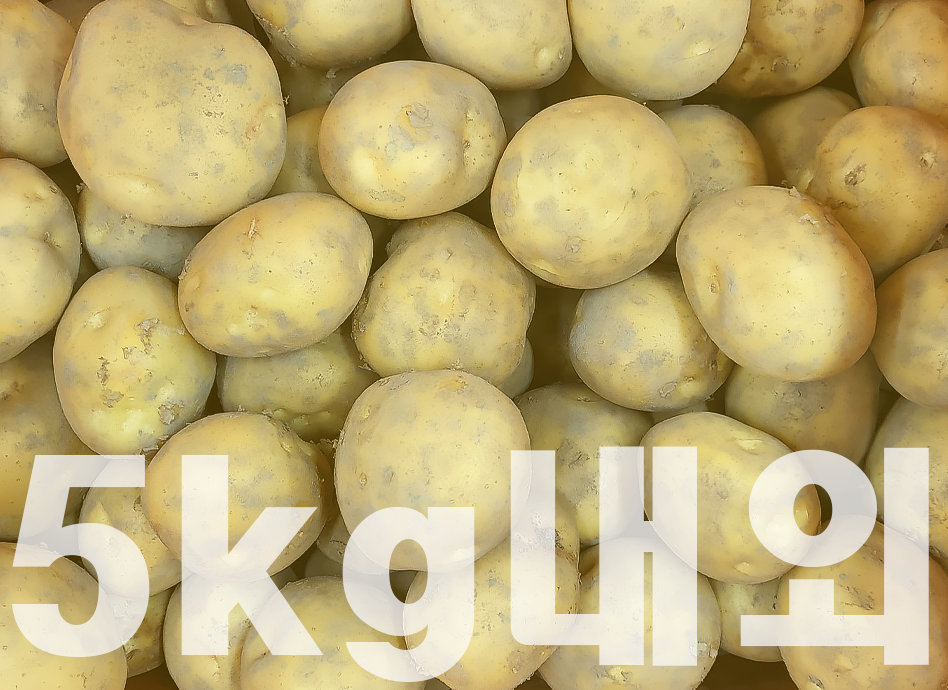 감자(5kg,국내산)