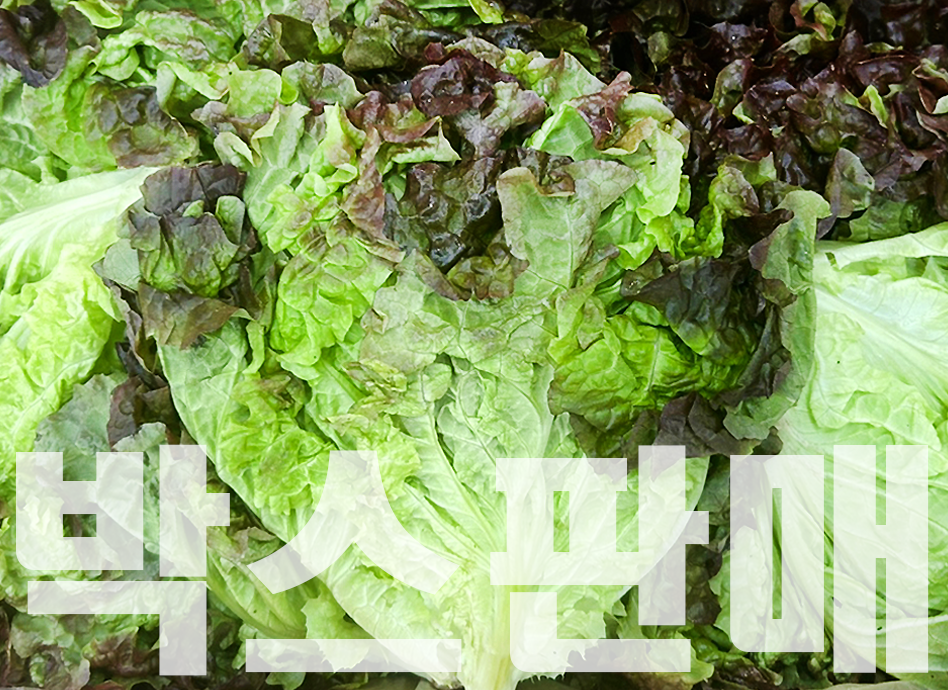 포기상추(4kg내외,국내산)