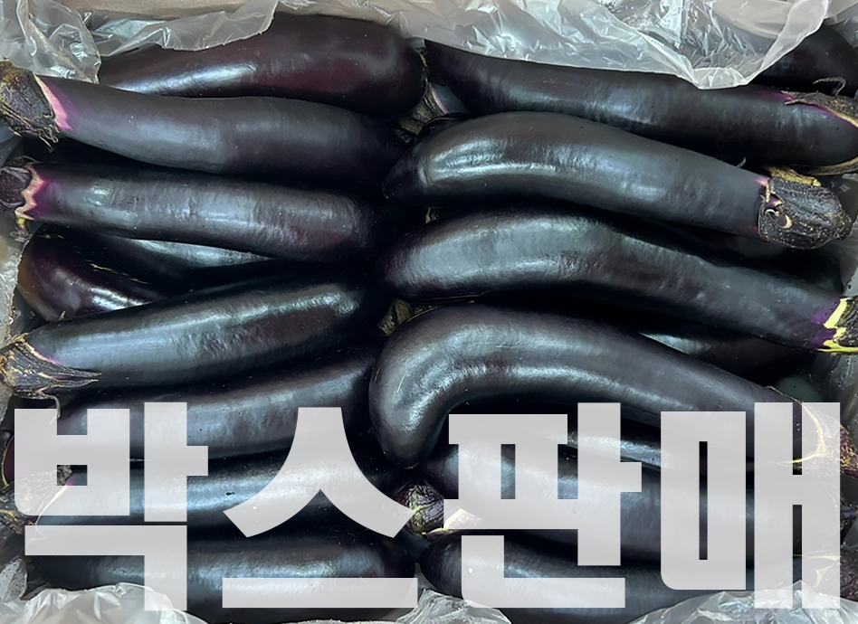 가지(34입내외,국내산)