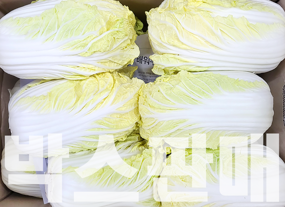 알배기(12입내외,국내산)