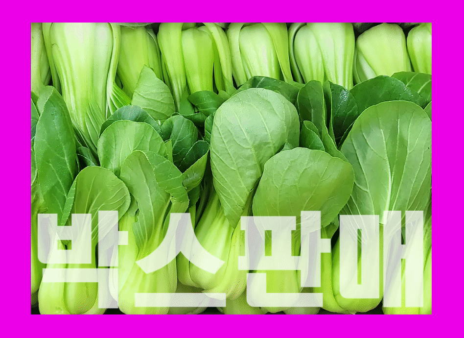 청경채(4kg내외,국내산)