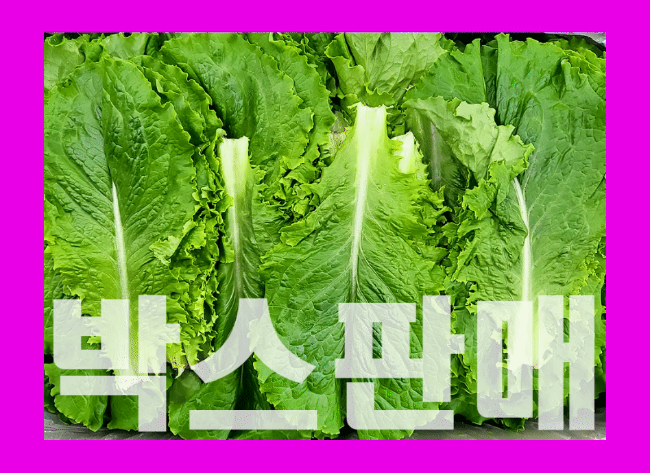 청상추(4kg내외,국내산)