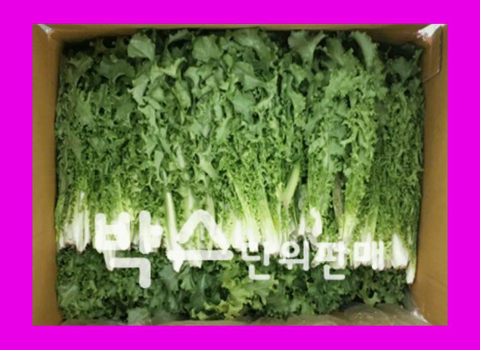 치커리(2kg내외,국내산)