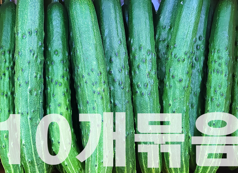 청오이(10개묶음,국내산)