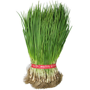 쪽파(1단.국내산)